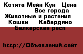 Котята Мейн Кун › Цена ­ 15 000 - Все города Животные и растения » Кошки   . Кабардино-Балкарская респ.